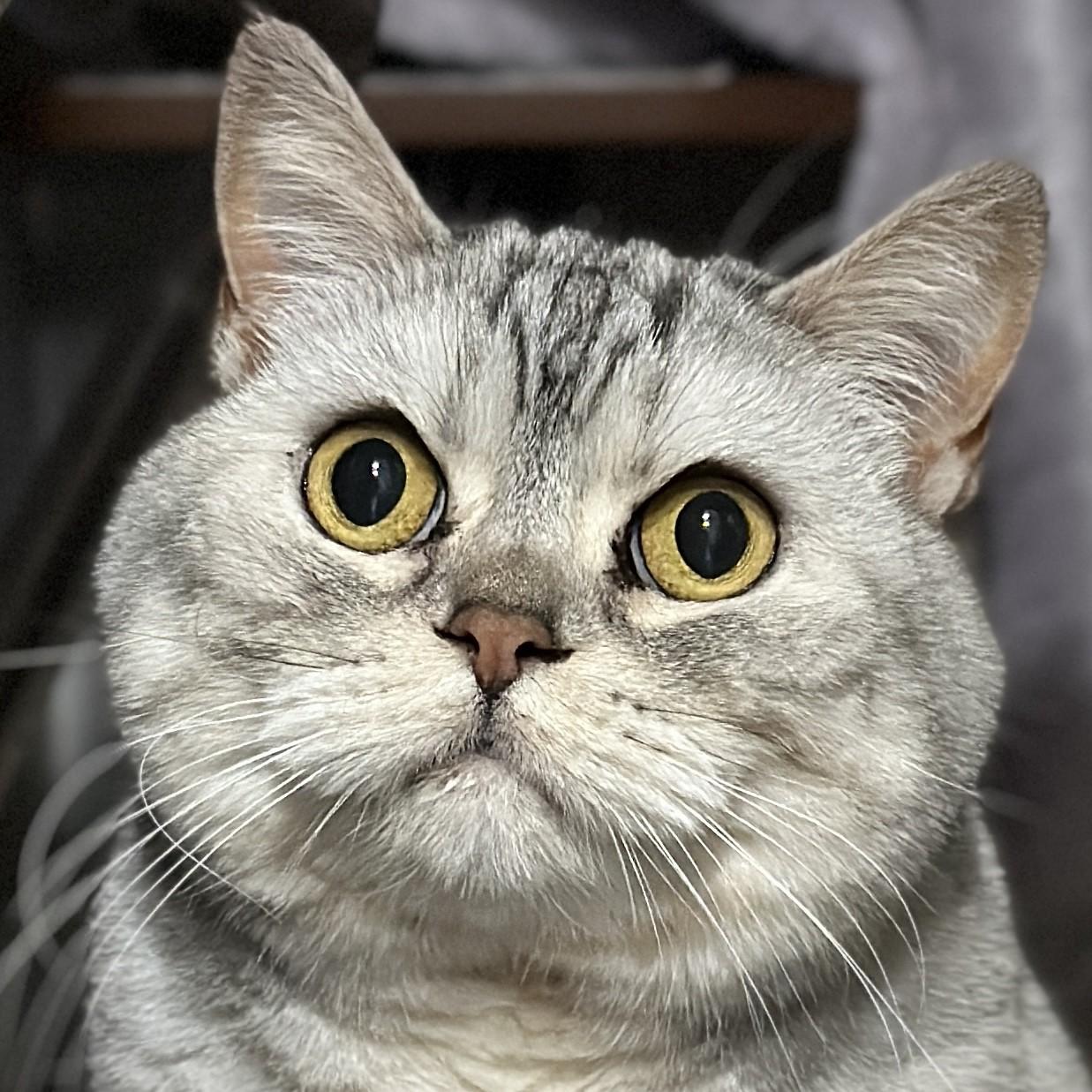 Narcissa, Adoptable, Senior Female Scottish Fold.