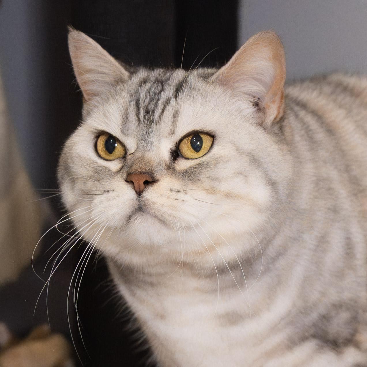 Enlarge Narcissa, a Adoptable mixed breed in Victor, NY image 3/4