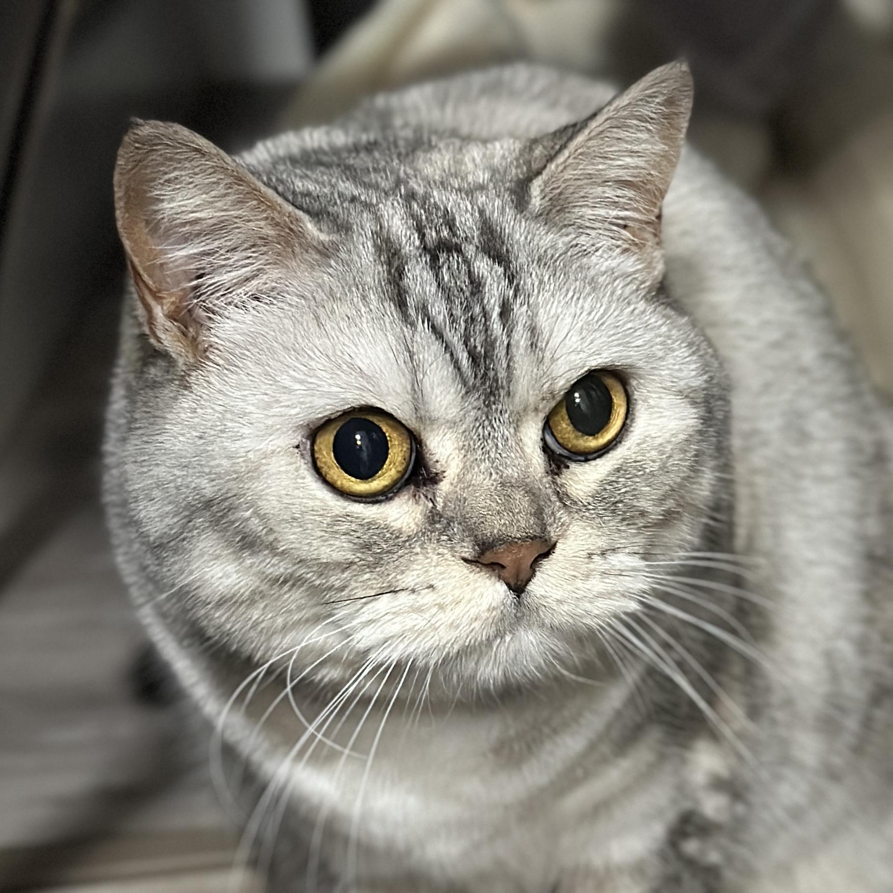 Enlarge Narcissa, a Adoptable mixed breed in Victor, NY image 4/4