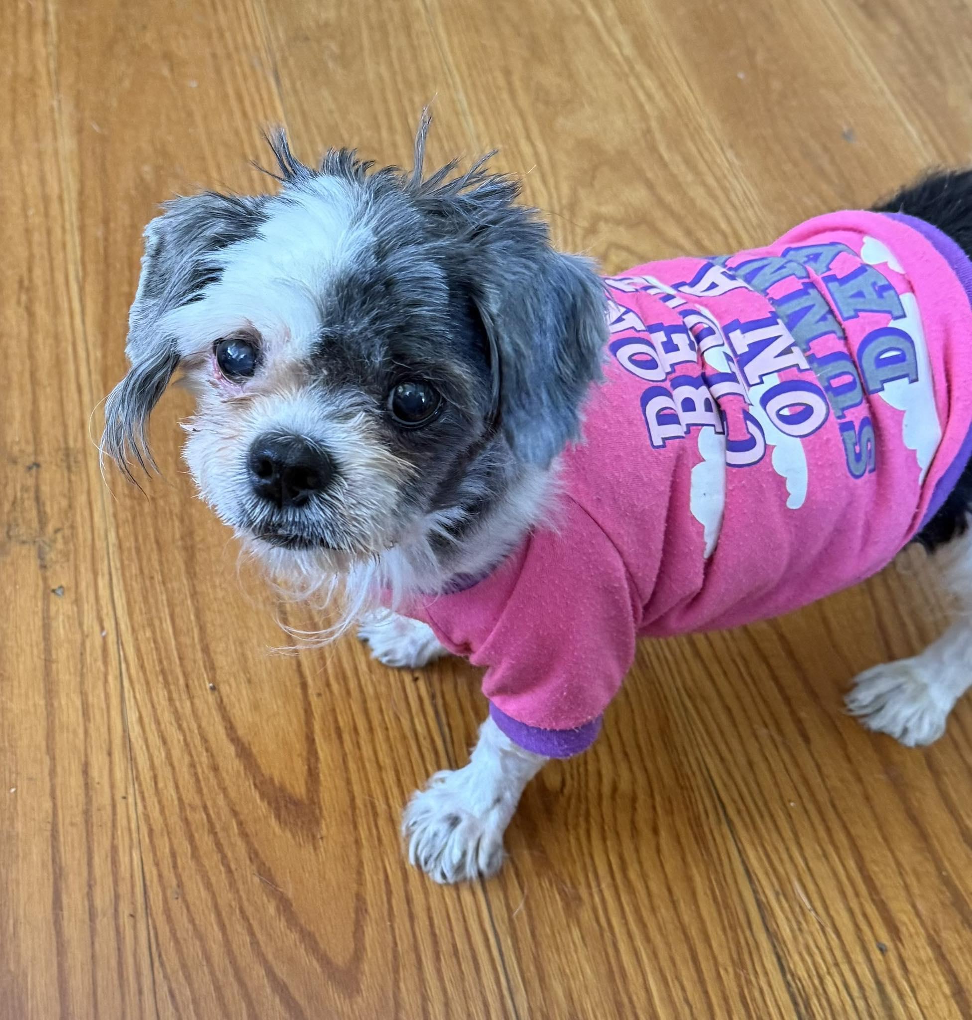 Gardonia, ADOPTABLE, Senior Female Shih Tzu.
