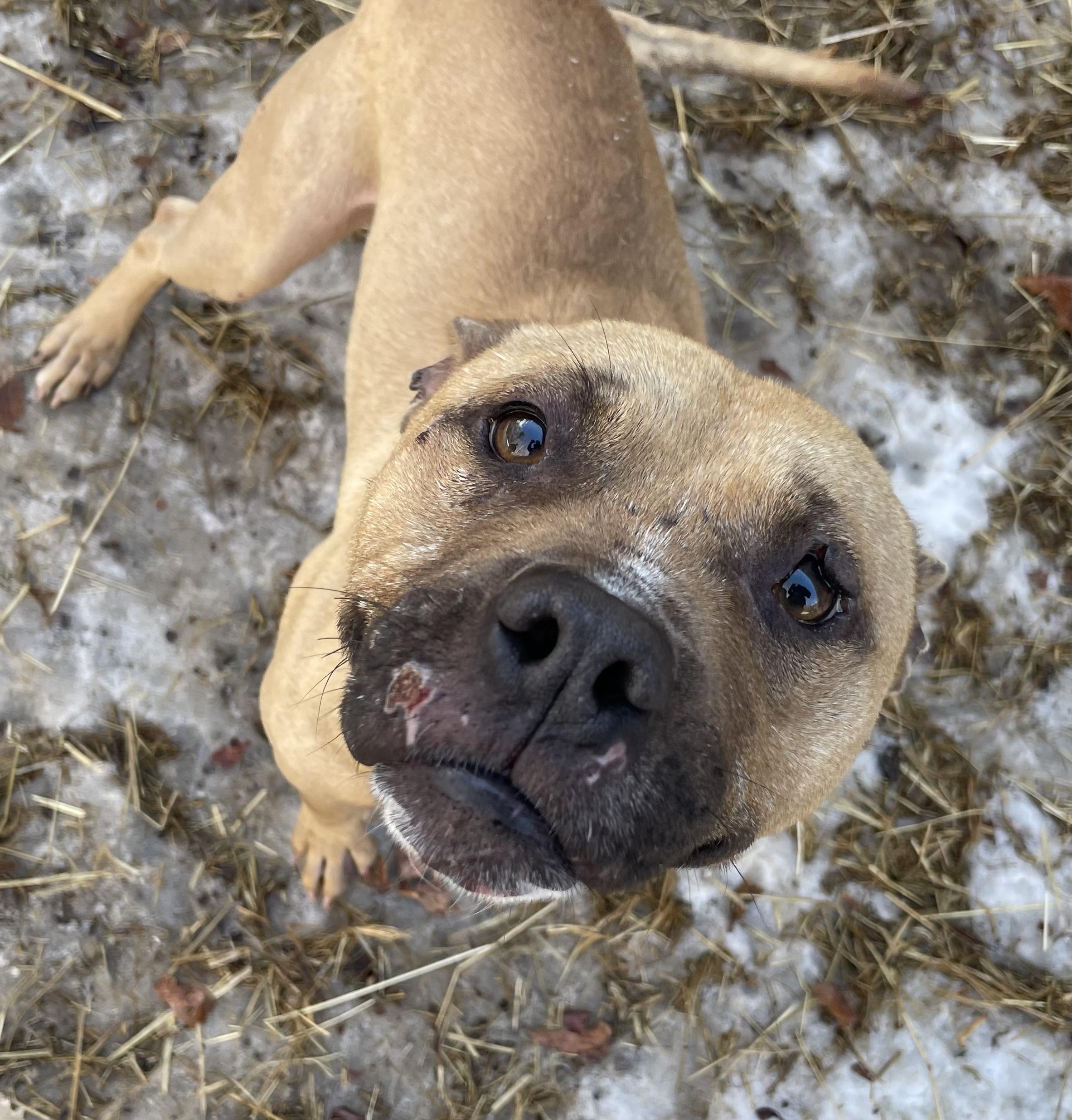 Enlarge Ramen , an adopted mixed breed in Bloomfield, CT image 2/2