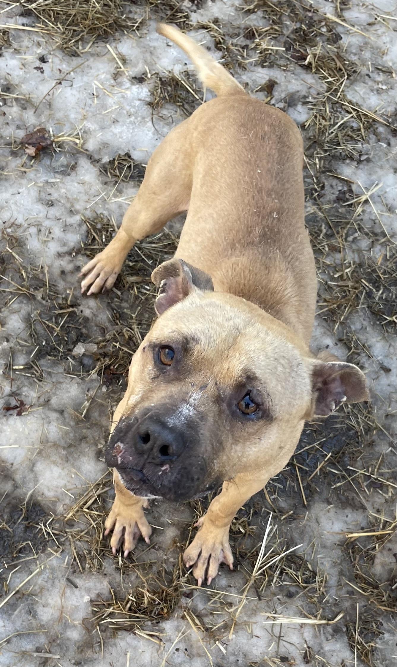 Ramen , adopted, Young Male Pit Bull Terrier.