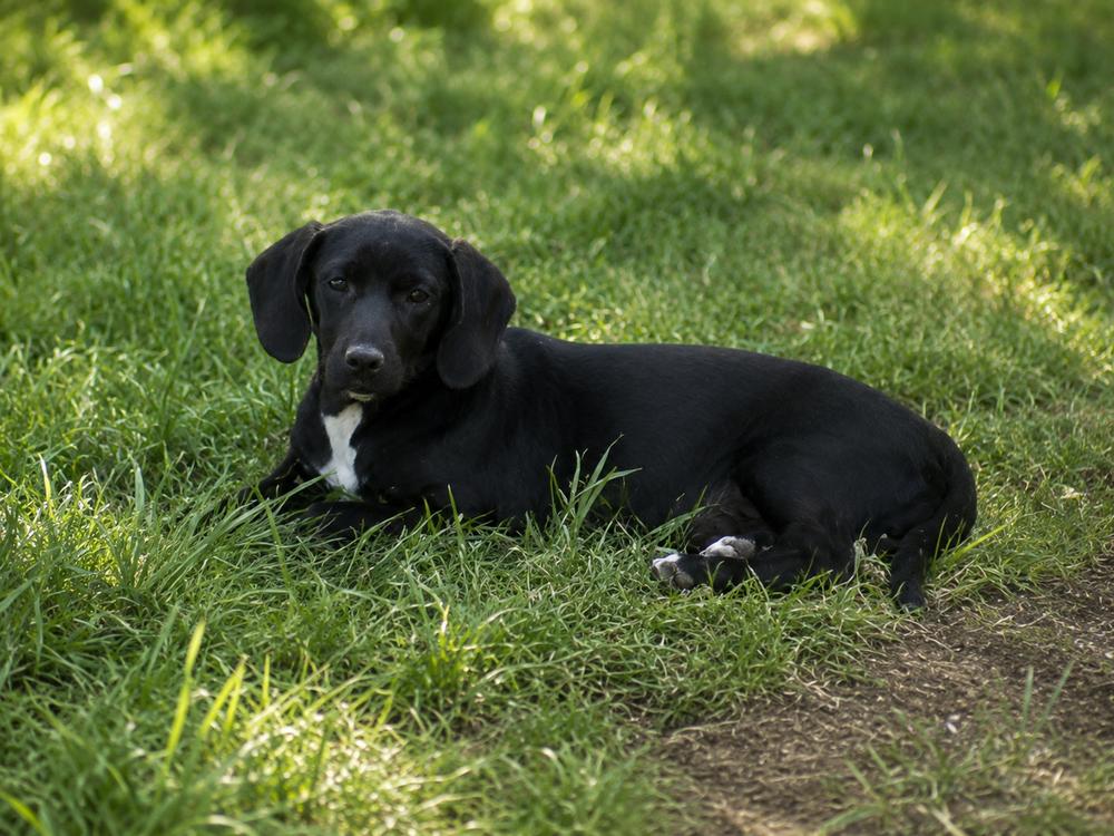 Spice, Adoptable, Puppy Female Beagle & Hound.
