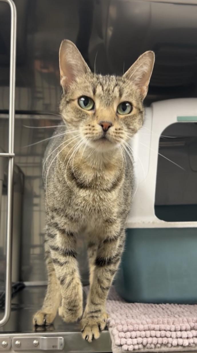 Lug nut, Adoptable, Young Male Domestic Short Hair.