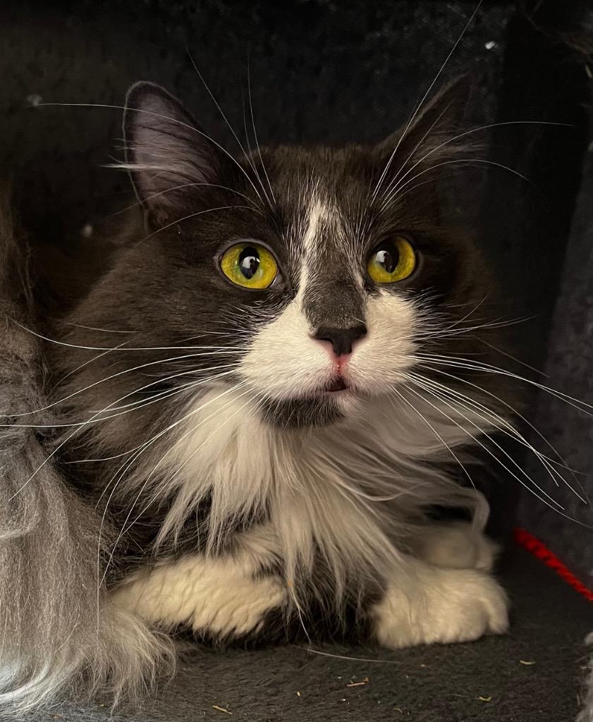 Tweety, Adoptable, Young Female Domestic Long Hair.