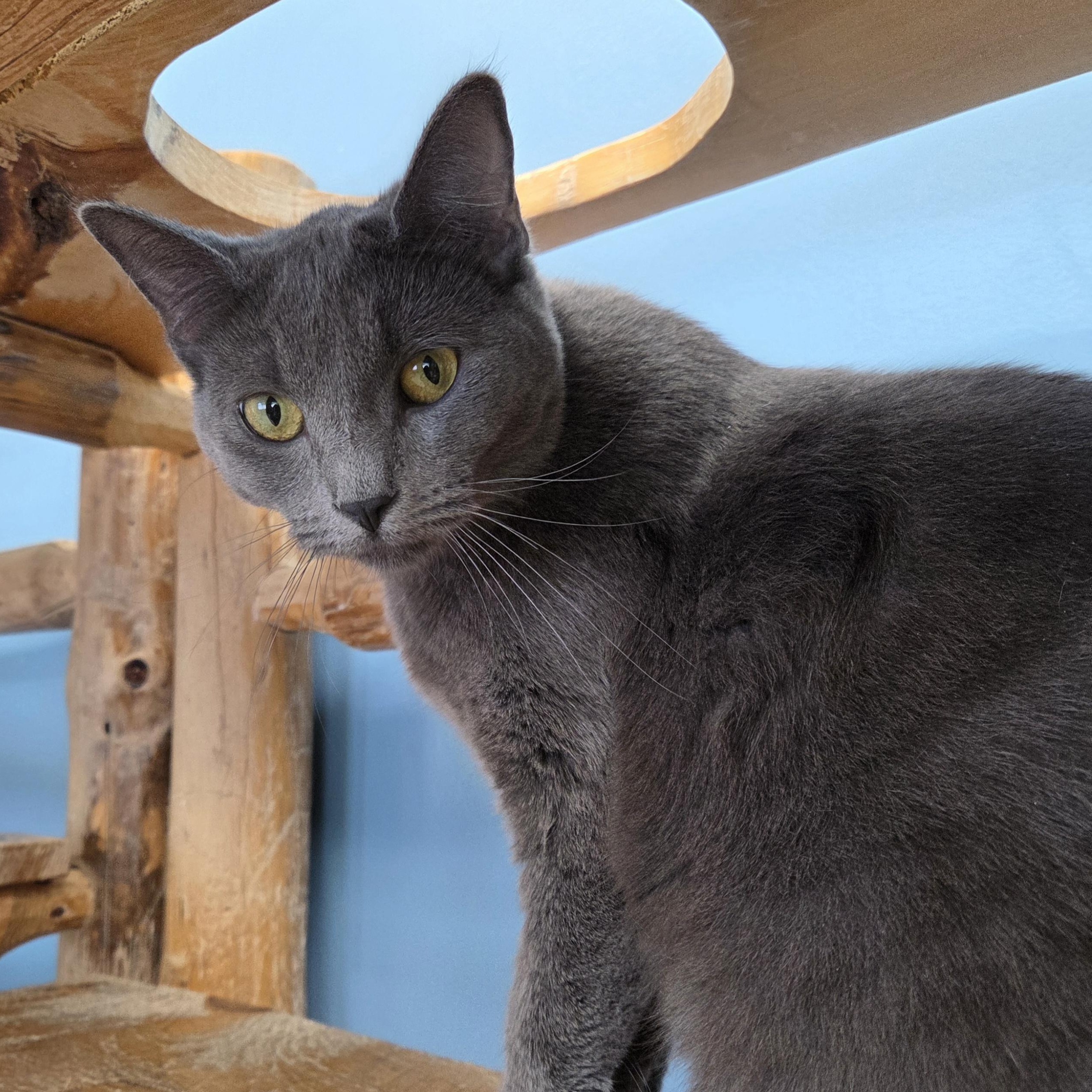Enlarge Pooky, an adoptable mixed breed in Park Rapids, MN image 3/3