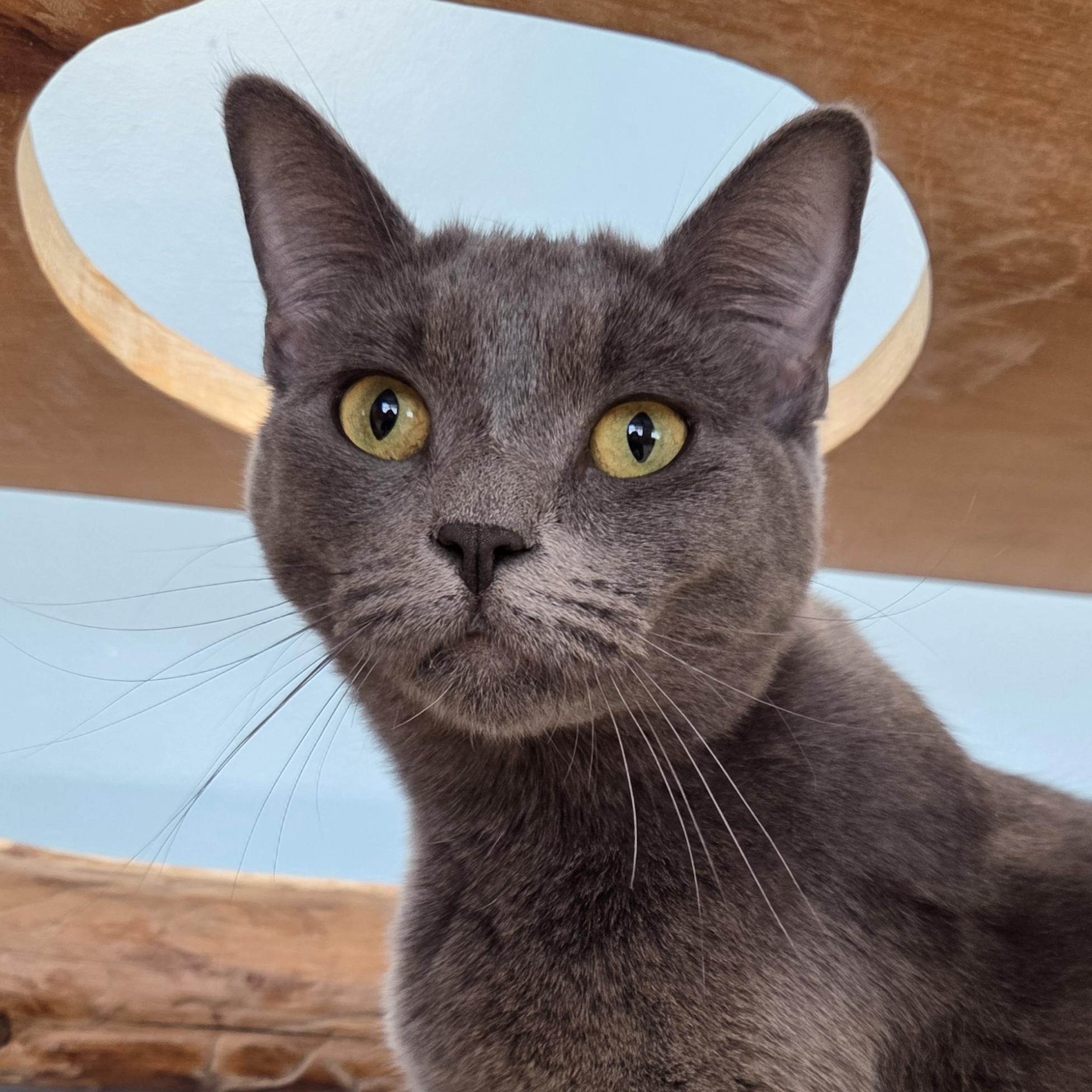 Enlarge Pooky, an adoptable mixed breed in Park Rapids, MN image 1/3