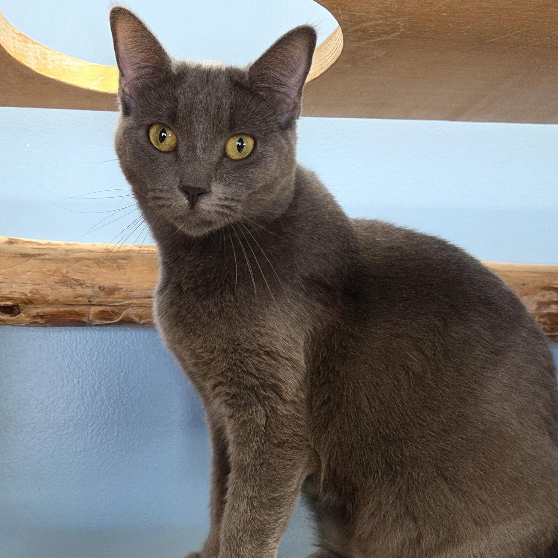 Enlarge Pooky, an adoptable mixed breed in Park Rapids, MN image 2/3