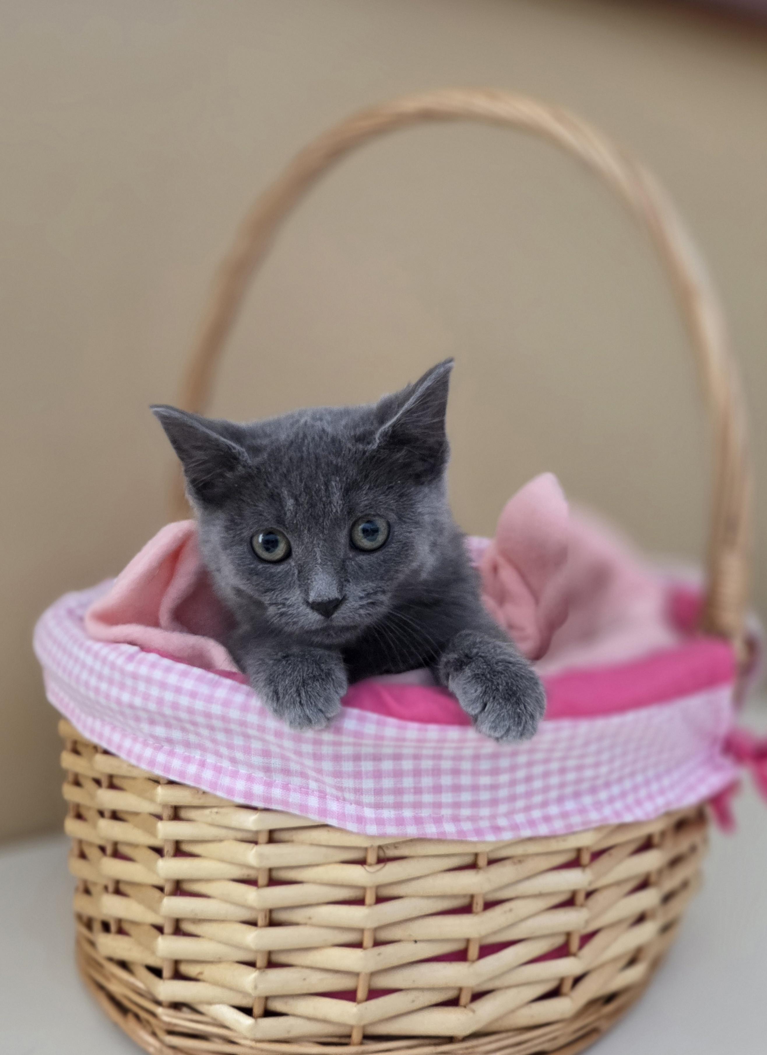 Pooky, adopted, Young Female Domestic Short Hair.