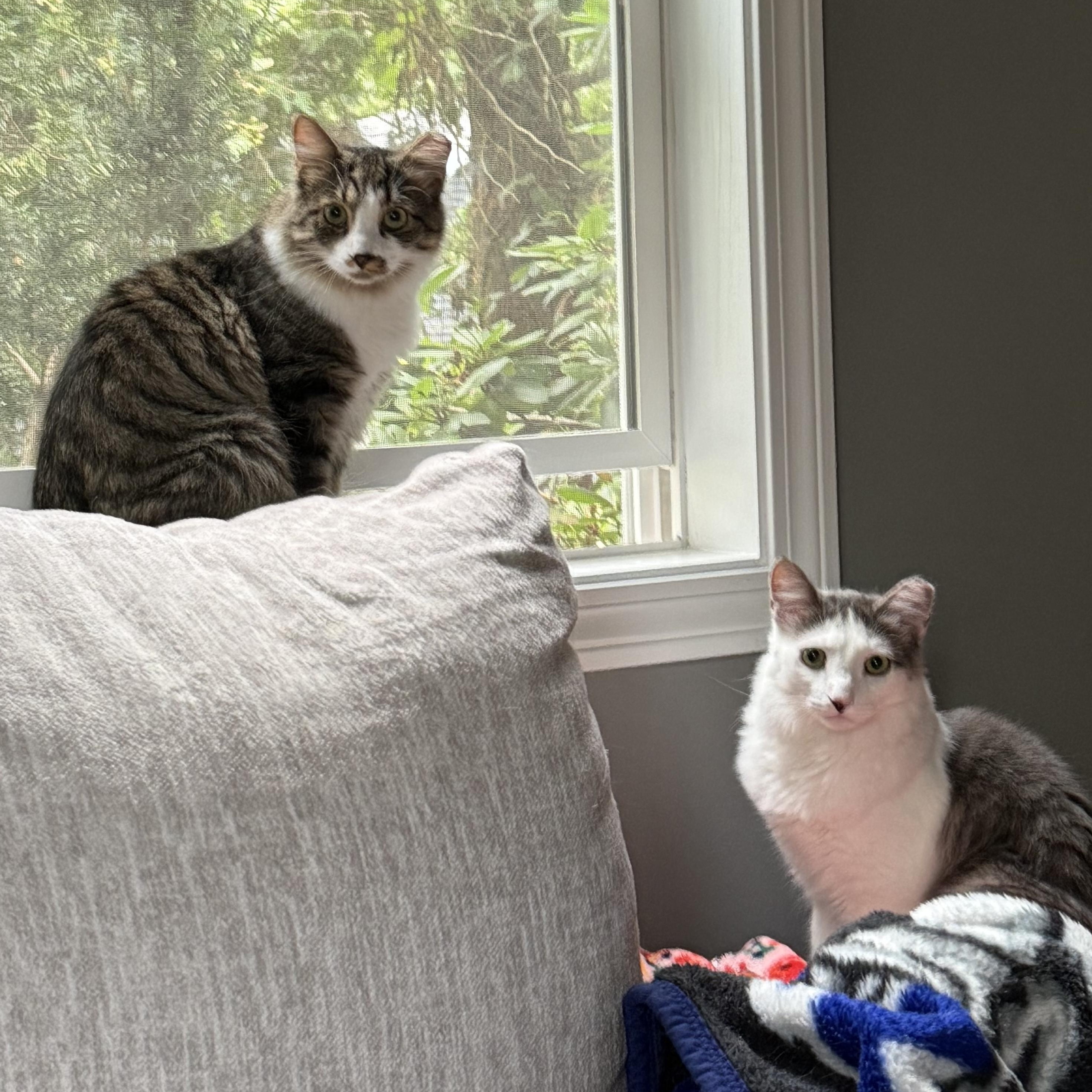 Enlarge Bonnie & Benji (BONDED PAIR), a Adoptable Domestic Long Hair in Brentwood, NH image 4/6