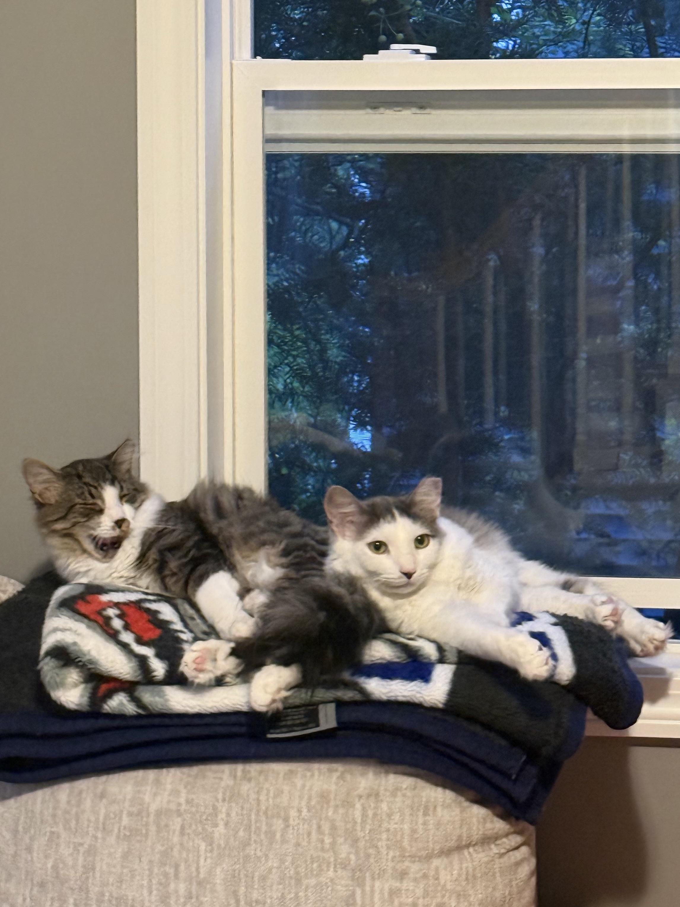 Enlarge Bonnie & Benji (BONDED PAIR), a Adoptable Domestic Long Hair in Brentwood, NH image 6/6