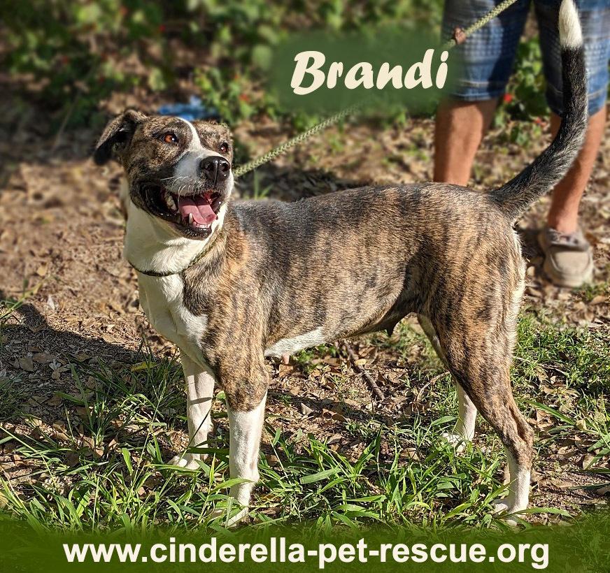 Enlarge Brandi, a Adoptable mixed breed in Mission, TX image 1/1