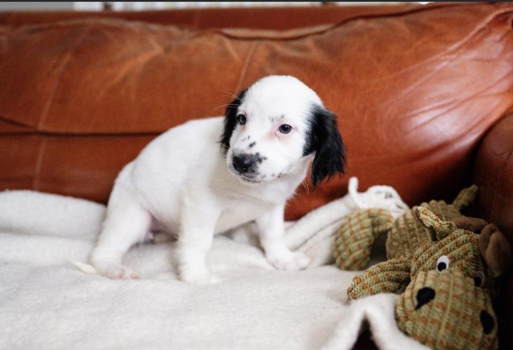 Rebecca-"Has Multiple Applications", Adoptable, Puppy Female Maltese.