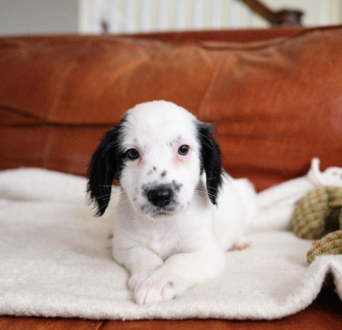 Enlarge Rebecca-"Has Multiple Applications", a Adoptable mixed breed in Plymouth, MN image 2/3