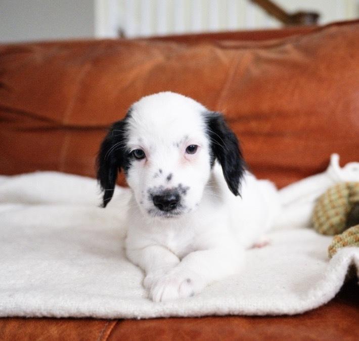 Enlarge Rebecca-"Has Multiple Applications", a Adoptable mixed breed in Plymouth, MN image 3/3