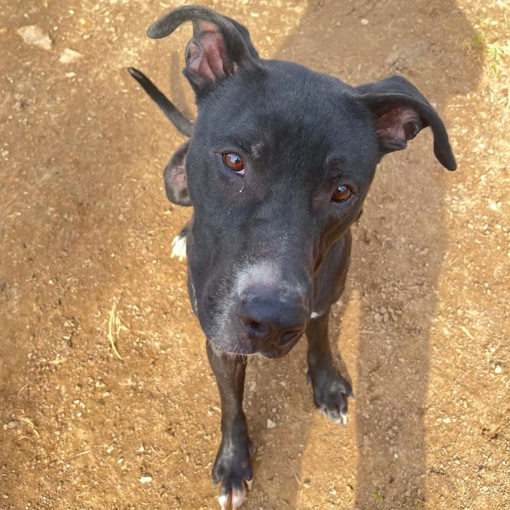 Pugsley Addams, Adoptable, Adult Male Terrier.