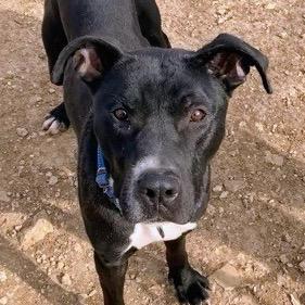 Enlarge Pugsley Addams, a Adoptable Terrier in St. Louis, MO image 2/4