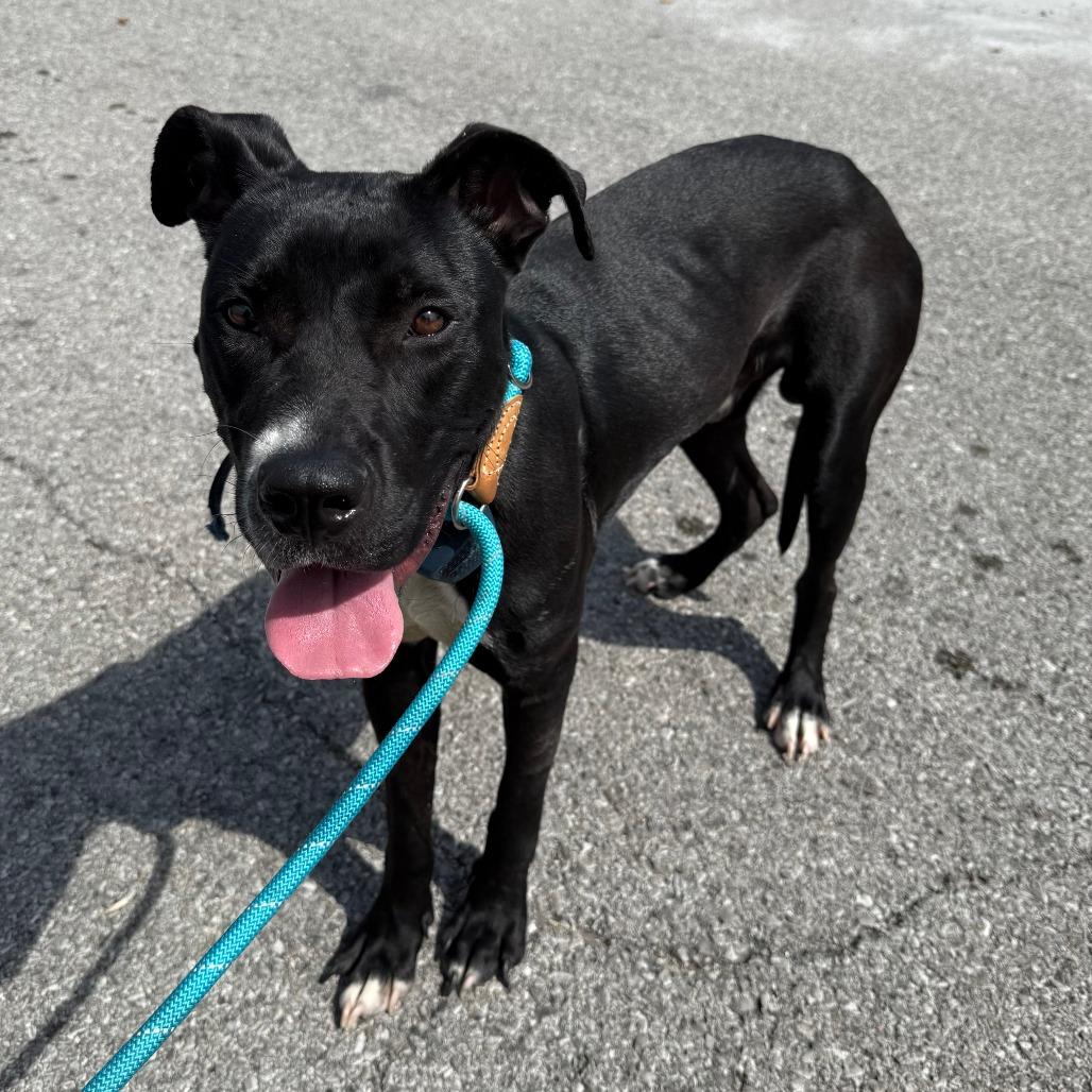 Enlarge Pugsley Addams, a Adoptable Terrier in St. Louis, MO image 3/4