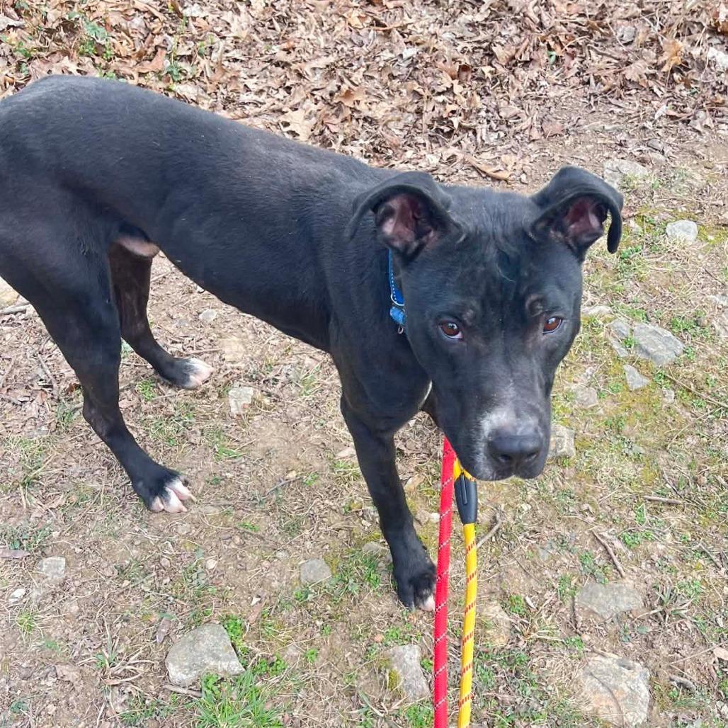 Enlarge Pugsley Addams, a Adoptable Terrier in St. Louis, MO image 4/4
