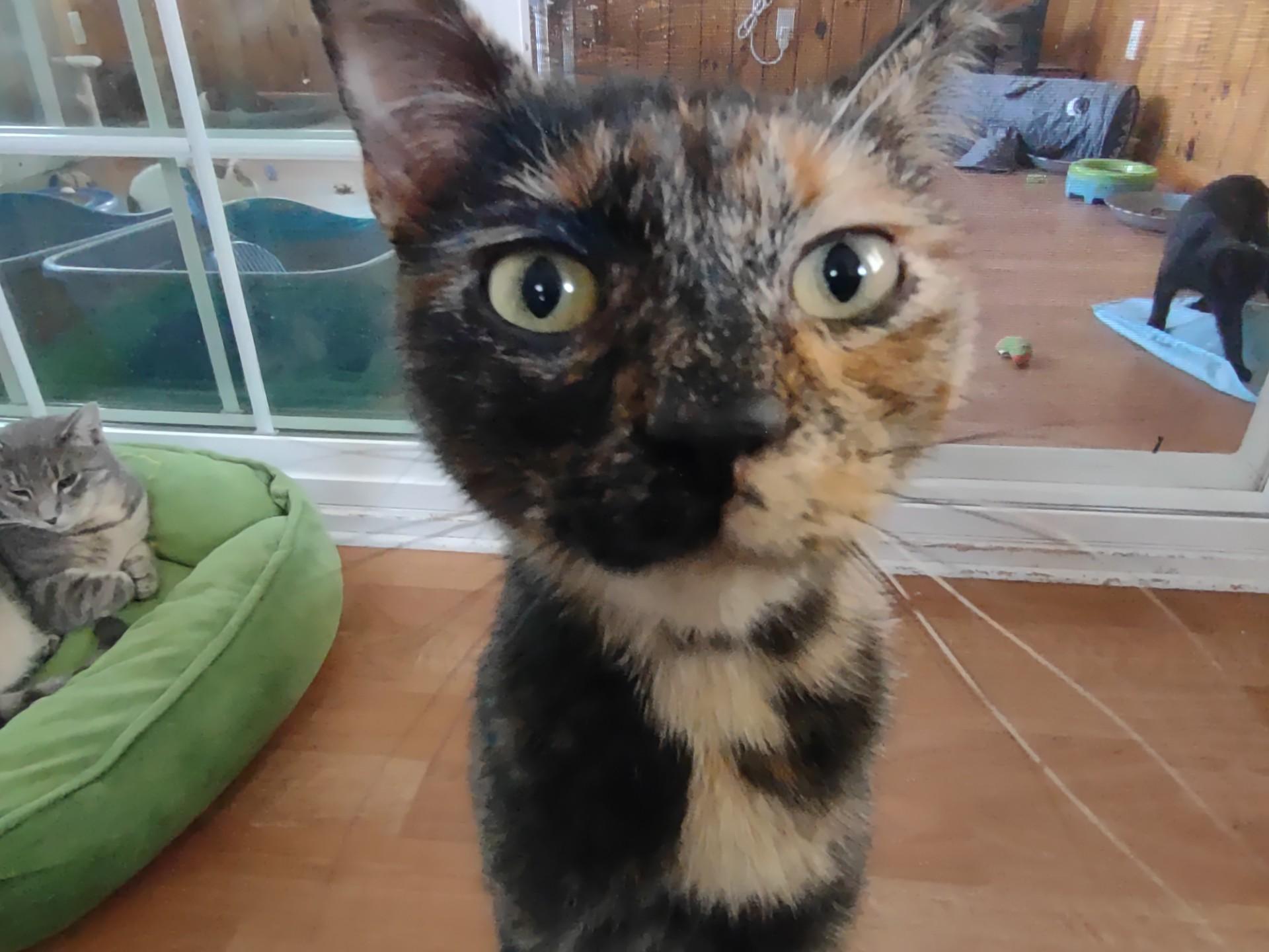 Agate, Adoptable, Kitten Female Tortoiseshell & Domestic Short Hair.