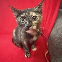 Agate, a Adoptable mixed breed in Montour Falls, NY image 2/3