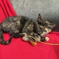 Agate, a Adoptable mixed breed in Montour Falls, NY image 3/3