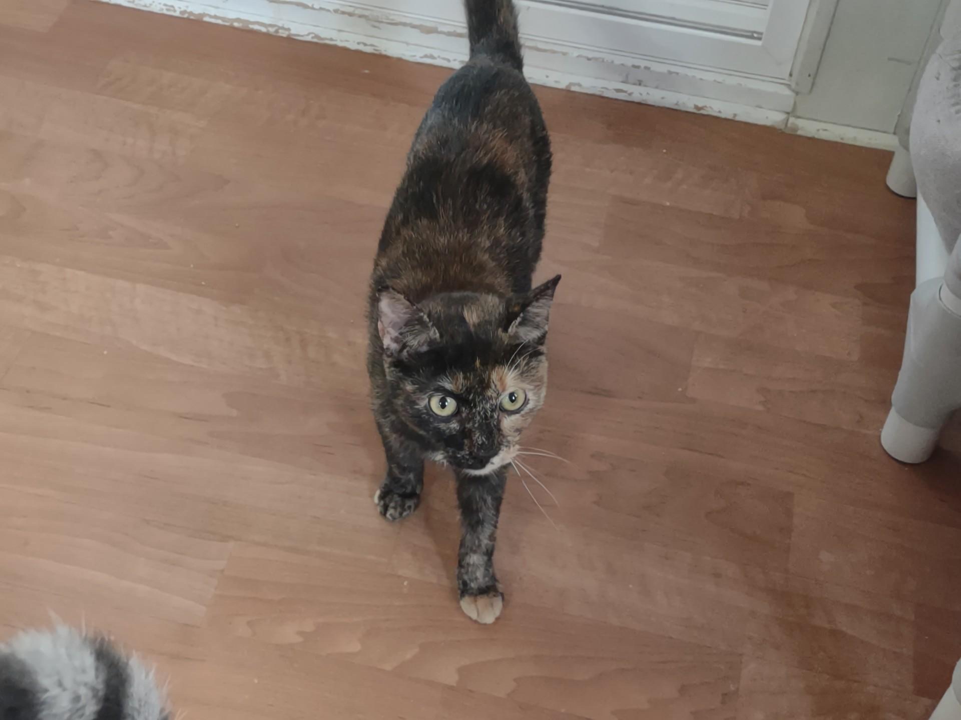 Enlarge Agate, a Adoptable mixed breed in Montour Falls, NY image 2/3