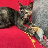 Agate, a Adoptable mixed breed in Montour Falls, NY image 1/3