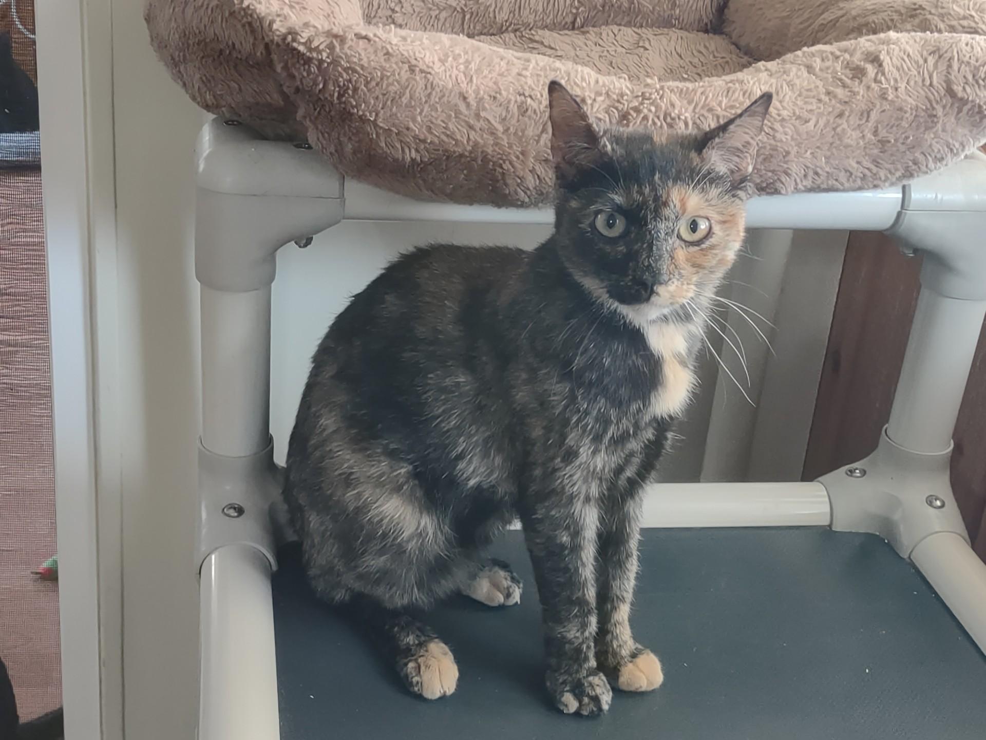 Enlarge Agate, a Adoptable mixed breed in Montour Falls, NY image 3/3