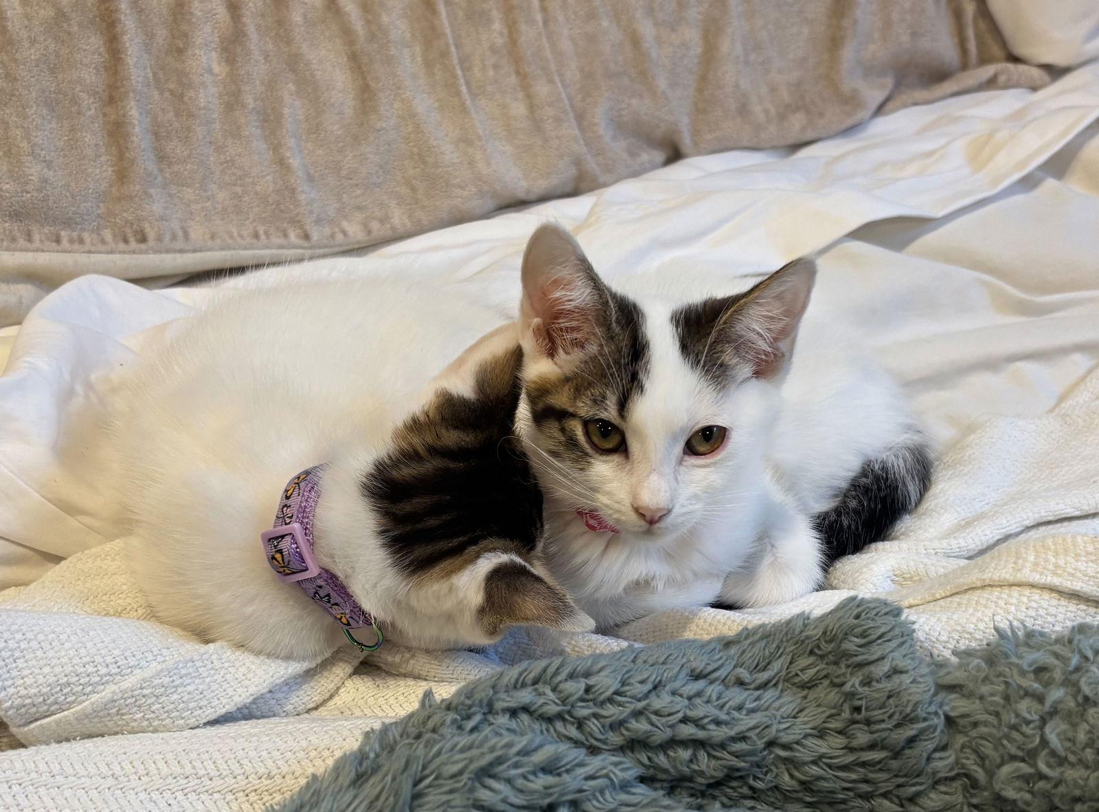 Rain and River, a Adopted Turkish Van in Walnut Creek, CA image 1/2
