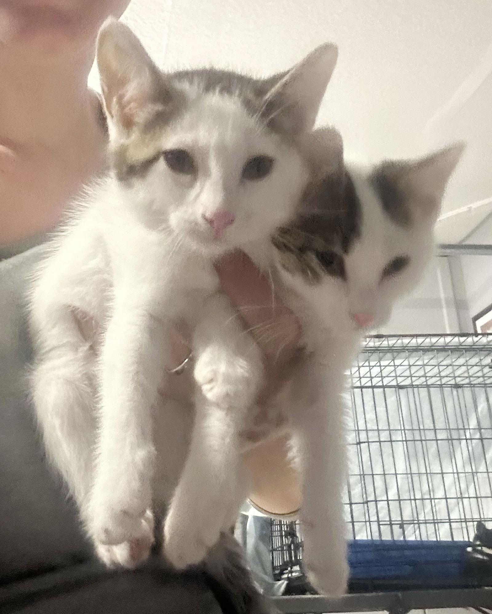 Rain and River, a Adopted Turkish Van in Walnut Creek, CA image 2/2