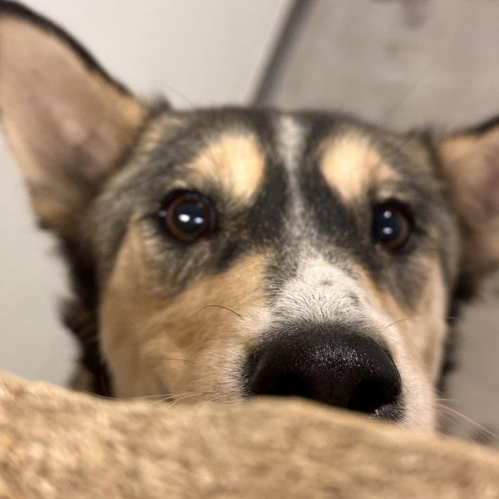 Terra, Adoptable, Young Female Mixed Breed.