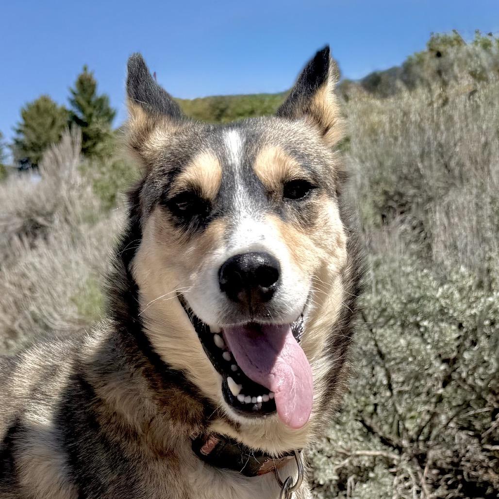Terra, a Adoptable Mixed Breed in Park City, UT image 2/6