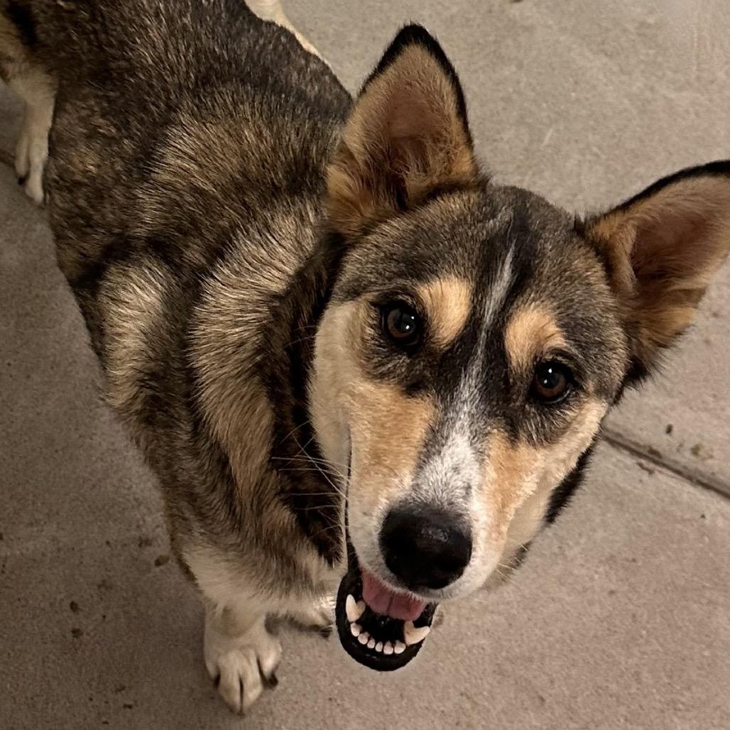 Terra, a Adoptable Mixed Breed in Park City, UT image 3/6