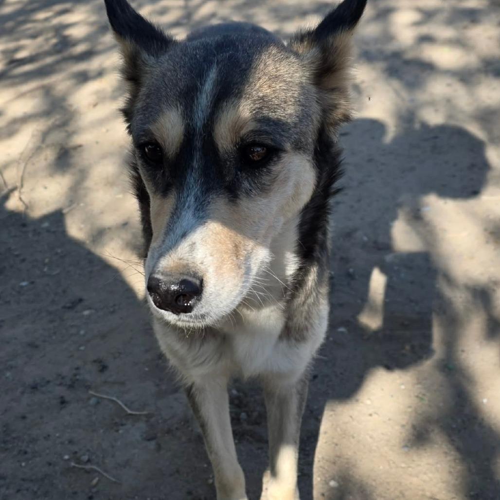 Terra, a Adoptable Mixed Breed in Park City, UT image 5/6