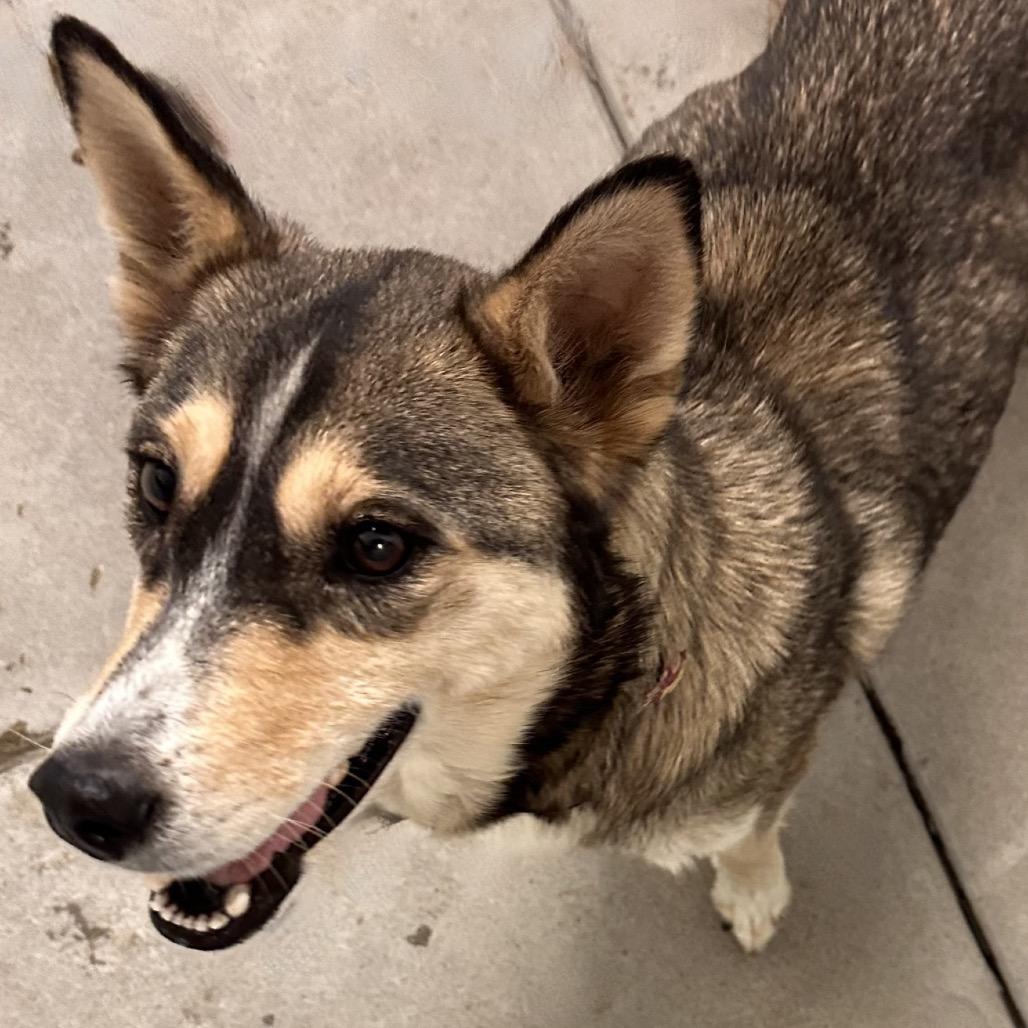 Terra, a Adoptable Mixed Breed in Park City, UT image 6/6