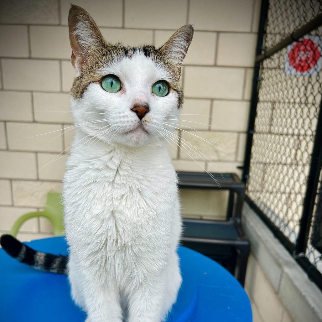 Lilith, Adoptable, Adult Female Domestic Short Hair.