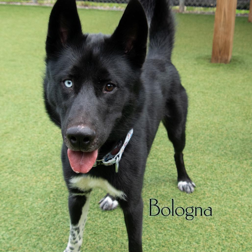 Bologna, Adoptable, Adult Male Shepherd & Husky.