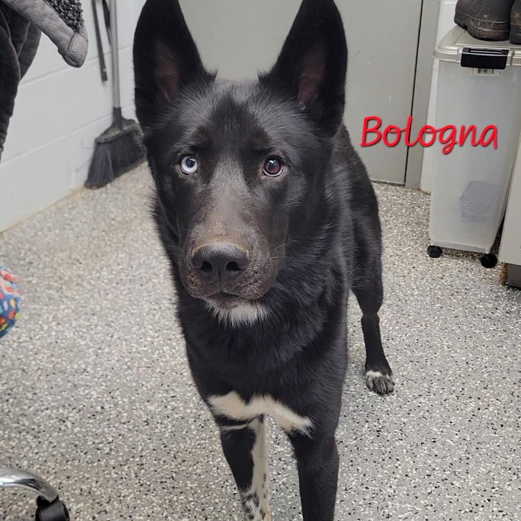 Bologna, a Adoptable mixed breed in Parkersburg, WV image 2/2