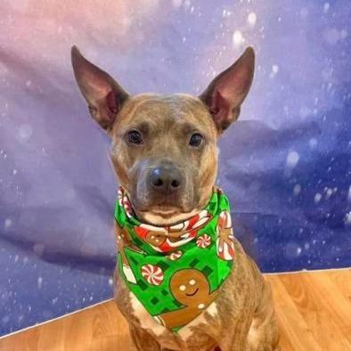 Jayde, a Adoptable mixed breed in DeKalb, IL image 1/5