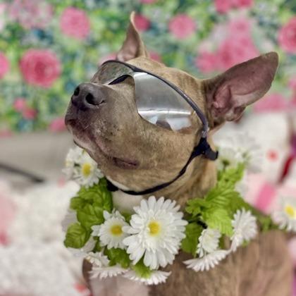 Jayde, a Adoptable mixed breed in DeKalb, IL image 2/5