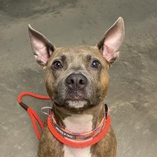 Jayde, a Adoptable mixed breed in DeKalb, IL image 3/5
