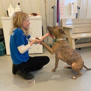 Jayde, a Adoptable mixed breed in DeKalb, IL image 4/5
