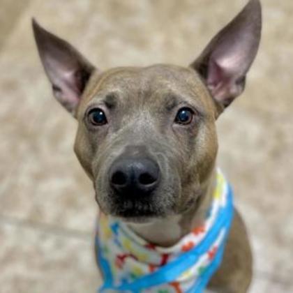 Jayde, a Adoptable mixed breed in DeKalb, IL image 5/5