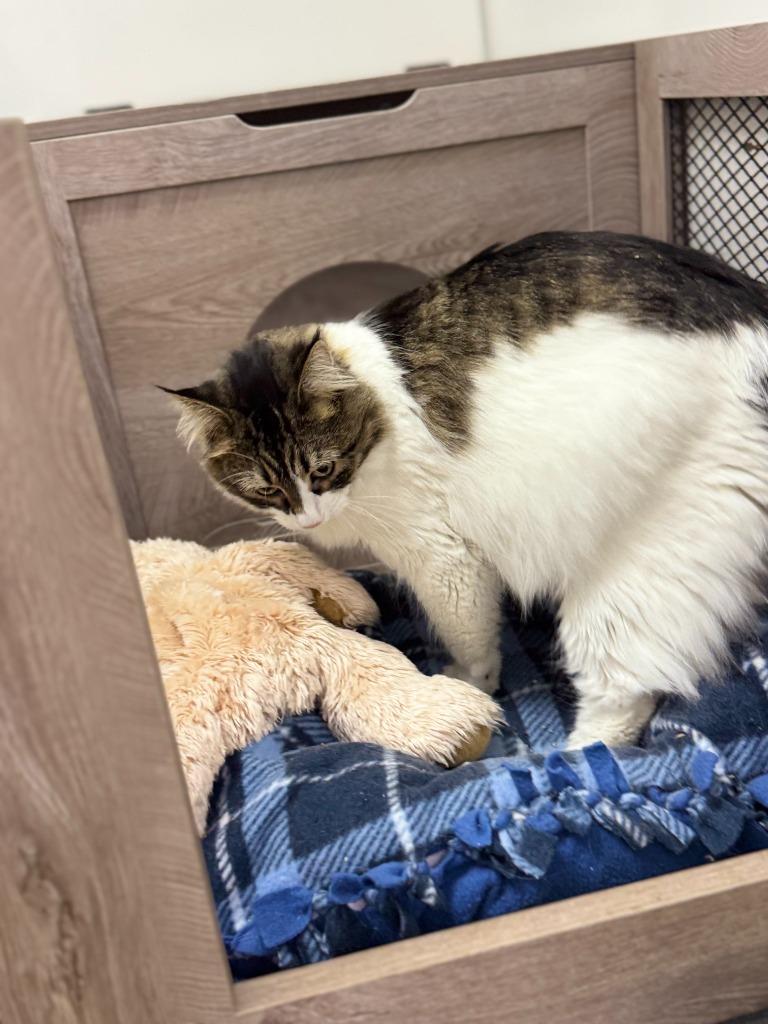 Cora, Adoptable, Young Female Domestic Long Hair.