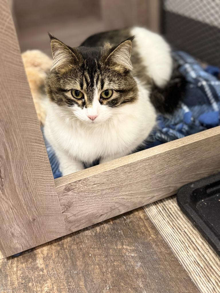 Cora, Adoptable, Young Female Domestic Long Hair.