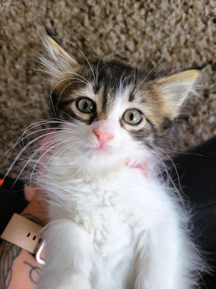 Enlarge Cora, a Adoptable mixed breed in Algona, IA image 3/6