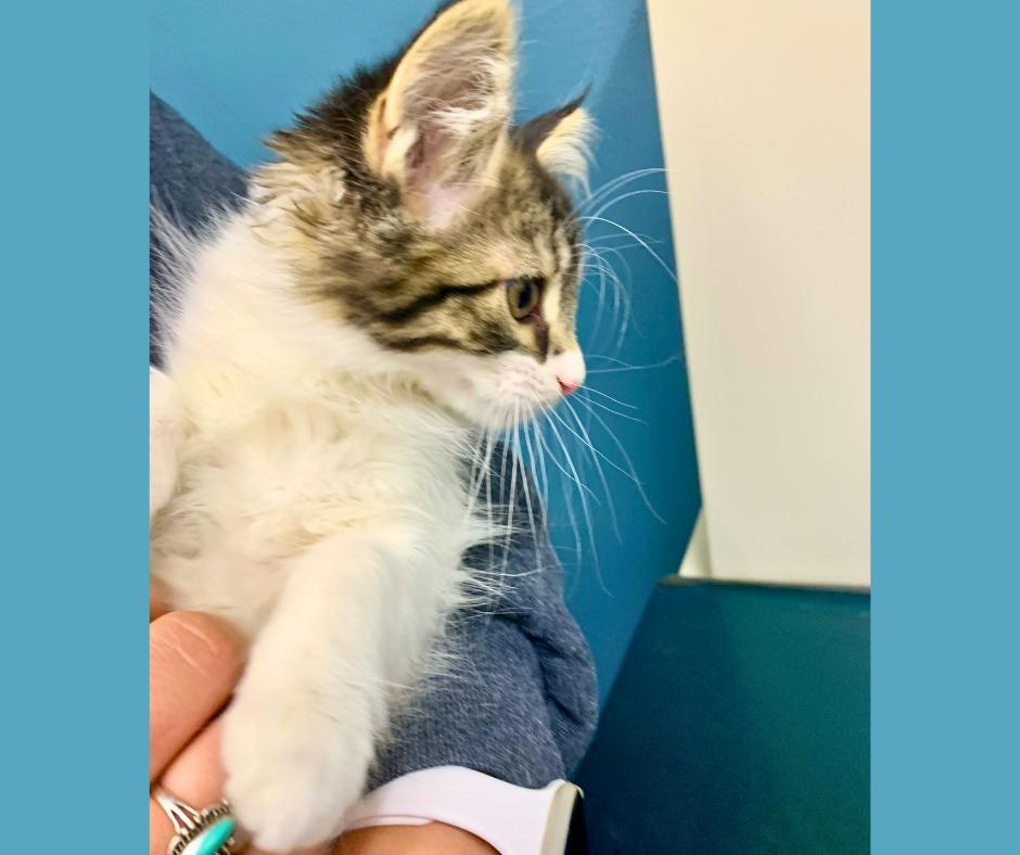 Enlarge Cora, a Adoptable mixed breed in Algona, IA image 5/6