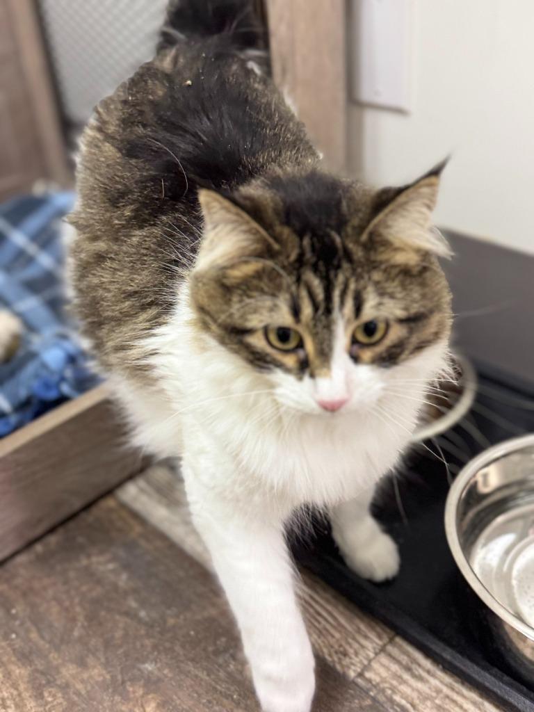 Enlarge Cora, a Adoptable mixed breed in Algona, IA image 4/6