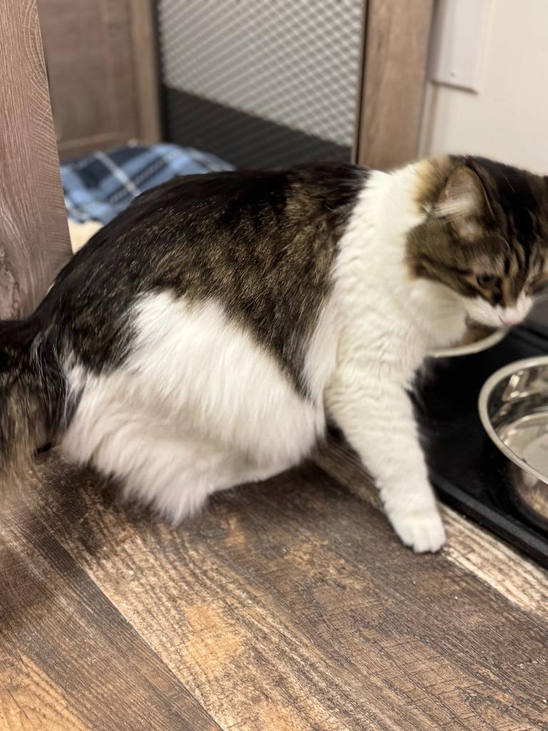 Enlarge Cora, a Adoptable mixed breed in Algona, IA image 6/6